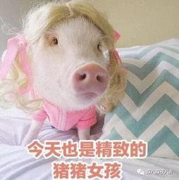 娱乐吃瓜酱猪猪,揭秘娱乐圈那些不为人知的幕后故事